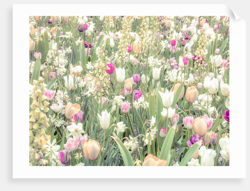 Colorful Tulip flowers by Assaf Frank